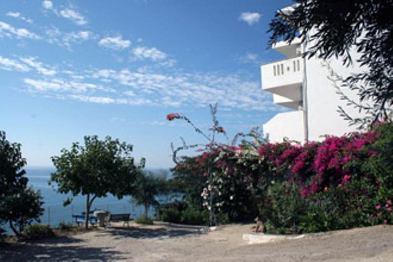 Oasis *